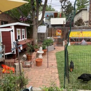 Backyard Chicken Coop